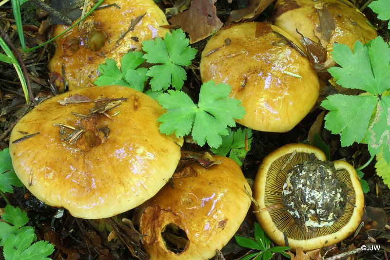 Cortinarius elegantior